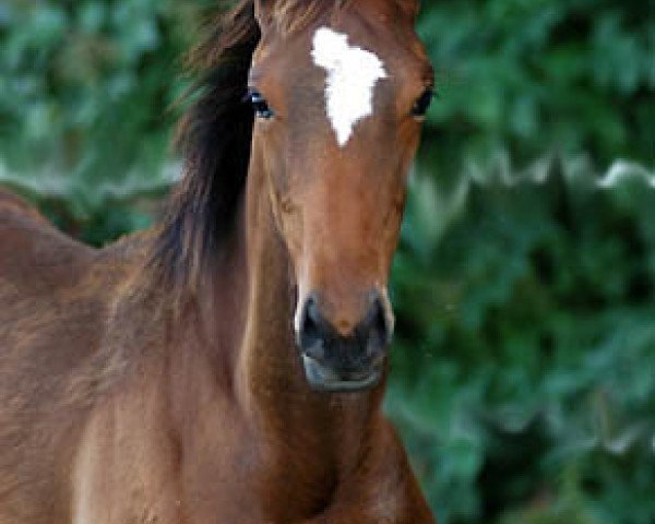 Pferd Kalahari (Trakehner, 2007, von Exclusiv)