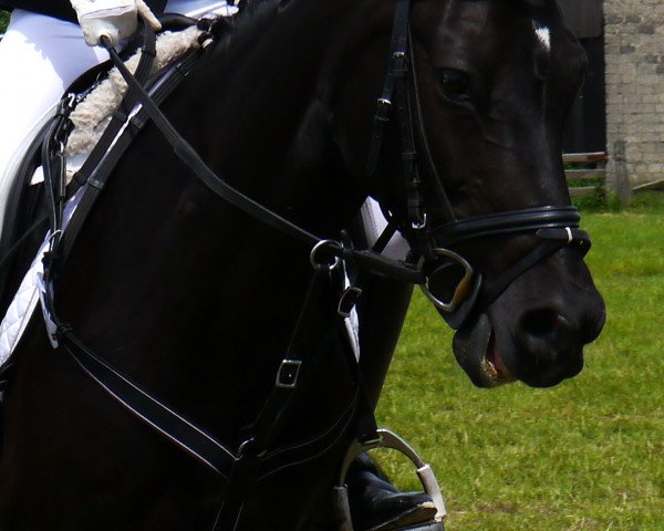 jumper Delicia (German Riding Pony, 2003, from Dornik B) jumper Delicia (German Riding Pony, 2003, from Dornik B)