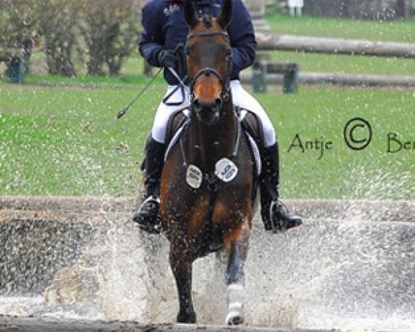 horse Kastella (Trakehner, 2006, from Summertime)