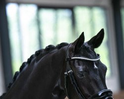 Pferd Bonne Belle (Hannoveraner, 2016)