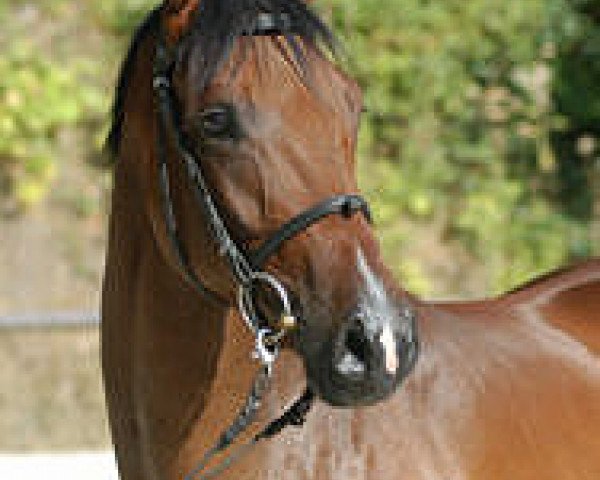 Pferd Karlsson (Trakehner, 2000, von Exclusiv)