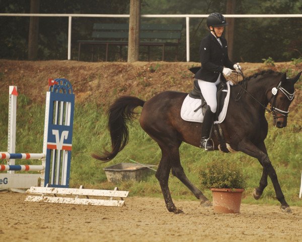 dressage horse Tollkühne (Trakehner, 2002, from Buddenbrock)