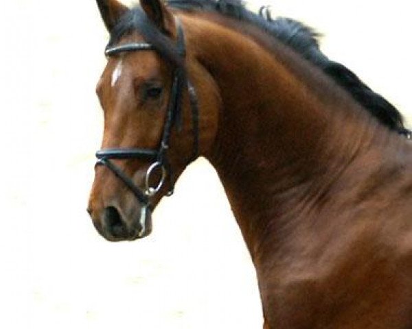 horse Khedira (Trakehner, 2008, from Summertime)