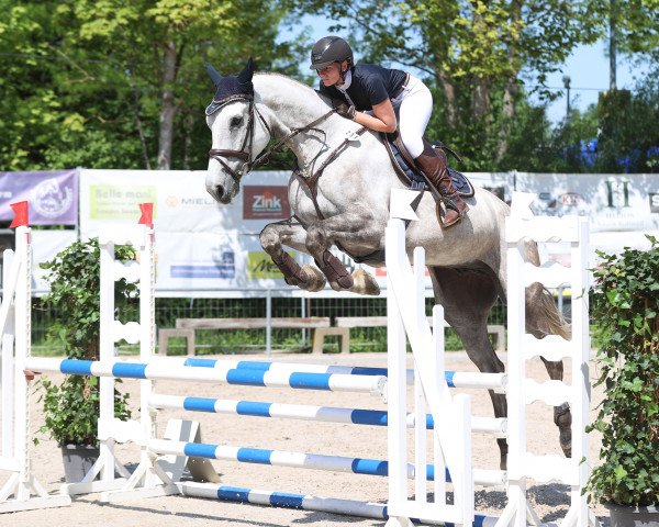 jumper Sandro E. Magic (Holsteiner, 2016, from Sandro Boy)