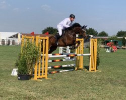 broodmare Chocolina (Hanoverian, 2016, from Casino Grande)