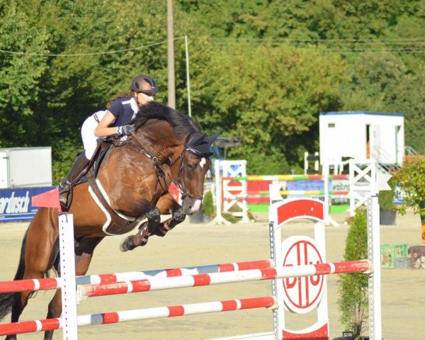 jumper Stechlin 5 (Hanoverian, 2005, from Stolzenberg)