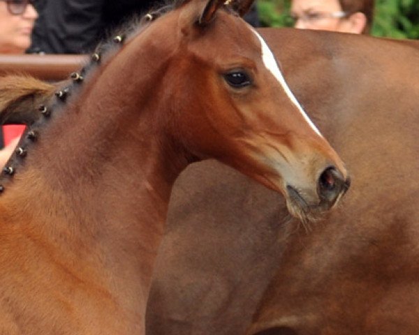 horse Karmina 15 (Trakehner, 2012, from Singolo)