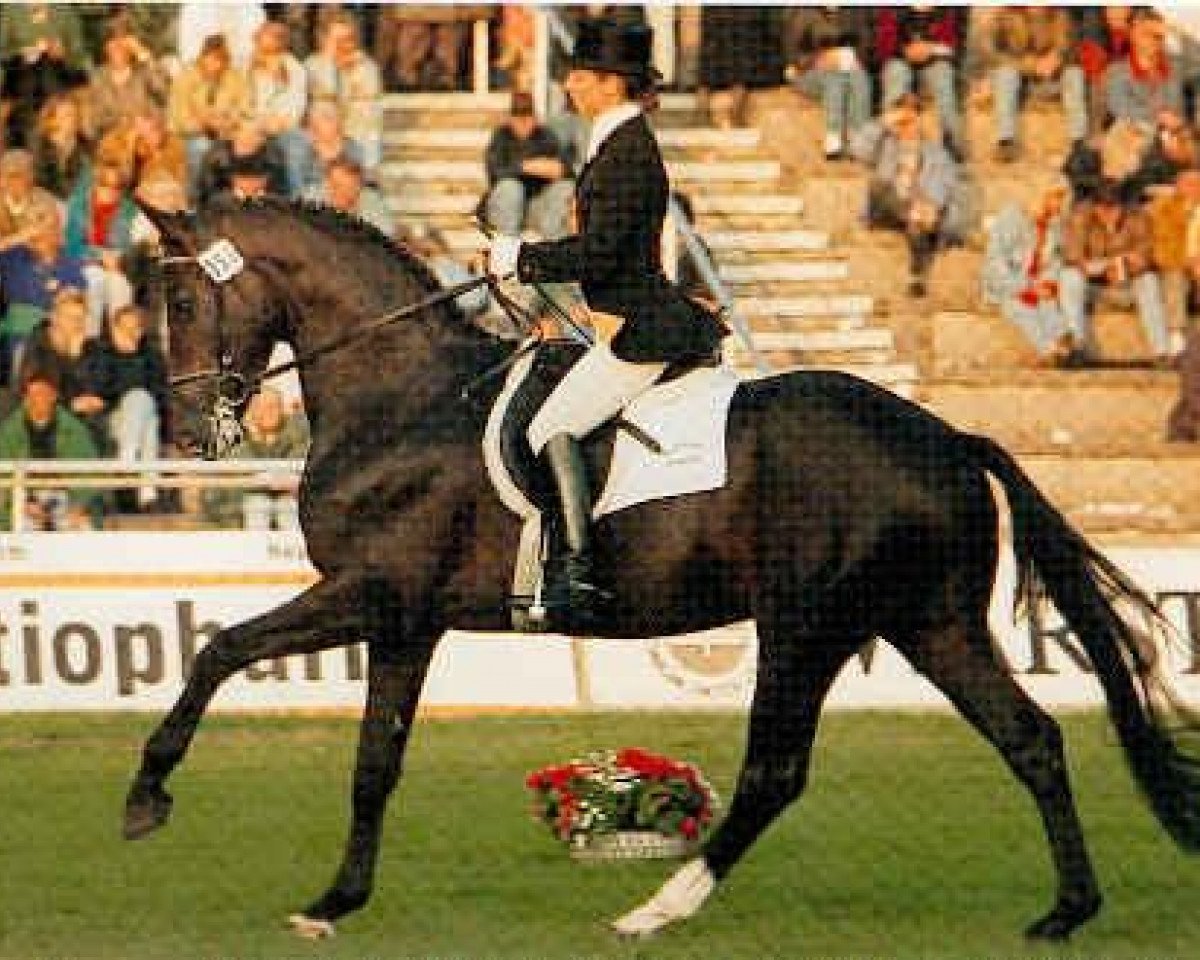 Deckhengst Kennedy (Trakehner, 1989, von Michelangelo)