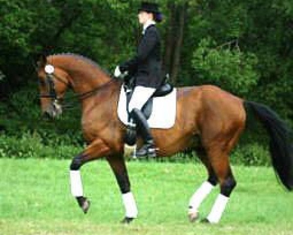 horse Showtime (Trakehner, 1995, from Showmaster)