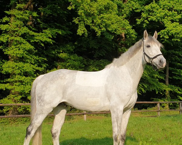 dressage horse Lexikon (Oldenburg, 2011, from Levisonn 208 FIN)