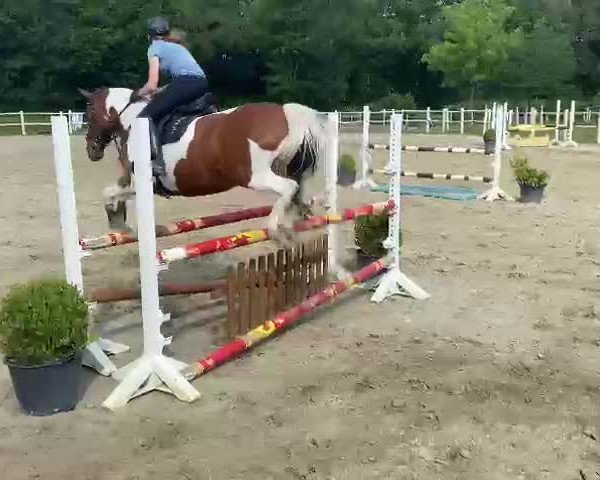 Video of Zorro 384