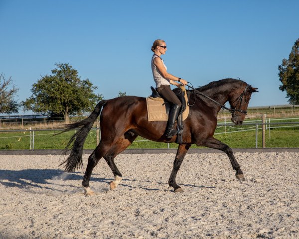 dressage horse Lagos 81 (Westphalian, 2011, from Last Man Standing)