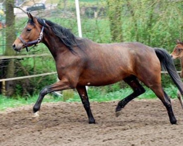 Zuchtstute Erina II (Trakehner, 2001, von Caprimond) Zuchtstute Erina II (Trakehner, 2001, von Caprimond)