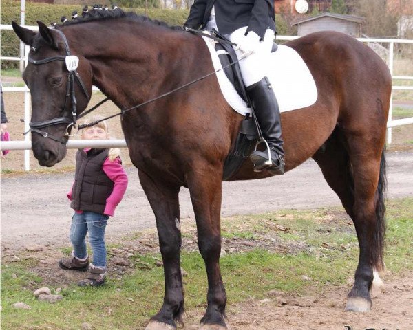 dressage horse Edano 10 (Heavy Warmblood, 1999, from Erbe Mo 1456)
