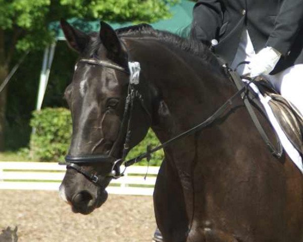 broodmare Eilica (Heavy Warmblood, 1996, from Epos Mo 1479)