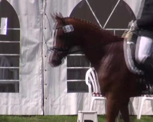 broodmare Florentine (Westphalian, 2008, from Florenciano 6)