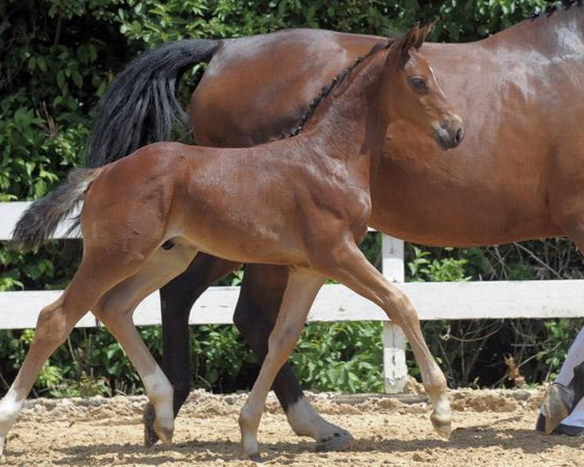 horse Aron 309 (Bavarian, 2011, from Acordelli)