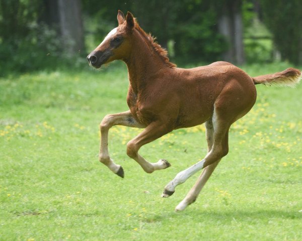Pferd Stute von Champagner Fizz / Sir Donnerhall II (Westfale, 2022, von Champagner Fizz)