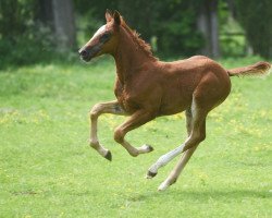 Pferd Stute von Champagner Fizz / Sir Donnerhall II (Westfale, 2022, von Champagner Fizz)