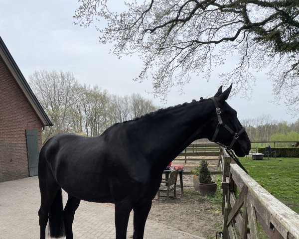 horse Stuart Little 25 (Württemberger, 2013, from Schwarzgold)