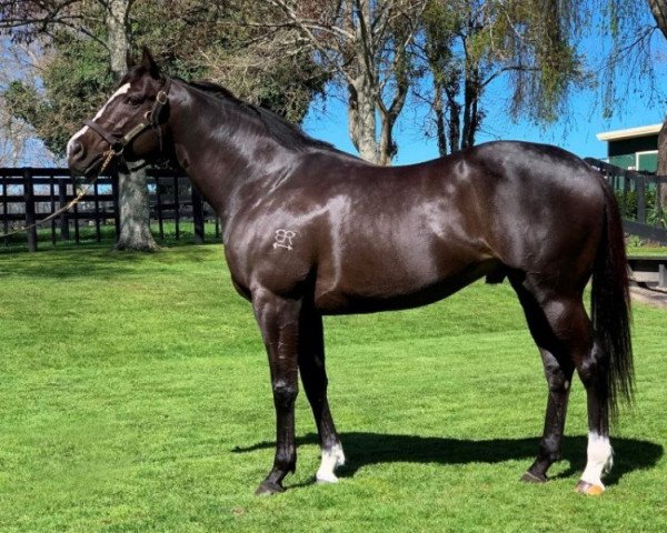 stallion Ace High xx (Thoroughbred, 2014, from High Chaparral xx)