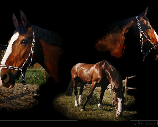 broodmare Arnika (Westphalian, 1981, from Aarstein)