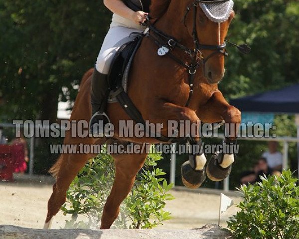 horse Clever (Württemberger, 2004, from Cavallieri xx)