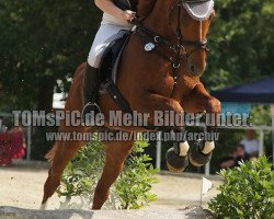 Springpferd Clever (Württemberger, 2004, von Cavallieri xx)