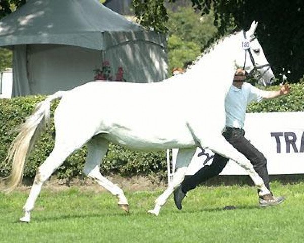 broodmare Syvari (Trakehner, 1992, from Kostolany) broodmare Syvari (Trakehner, 1992, from Kostolany)