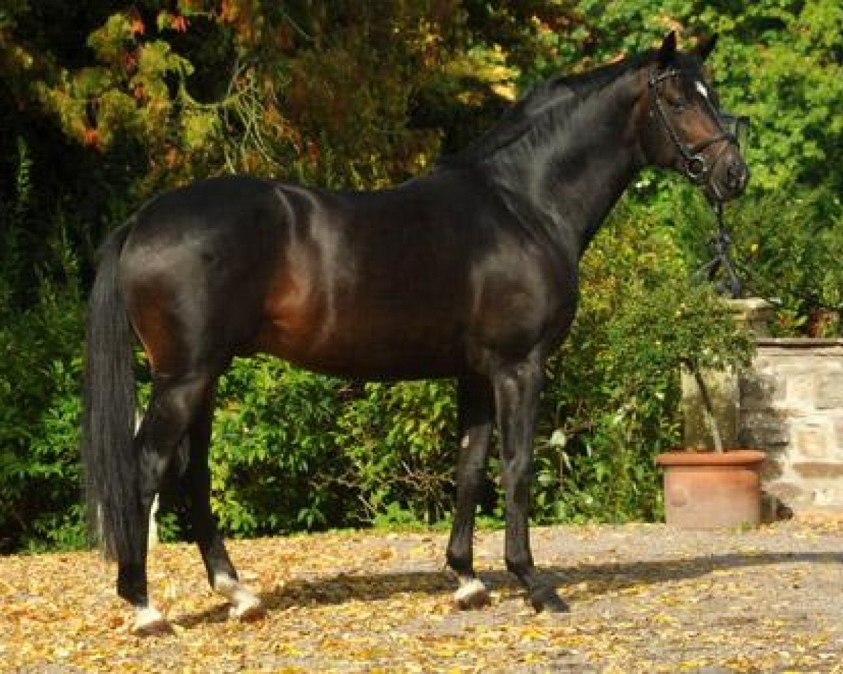 stallion Symont (Trakehner, 2005, from Monteverdi)