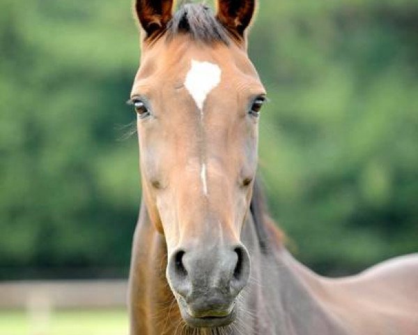 broodmare Grannuschka (Oldenburg, 1991, from Grannus)