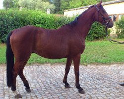 jumper Brandol (Oldenburg show jumper, 2009, from Monte Bellini)