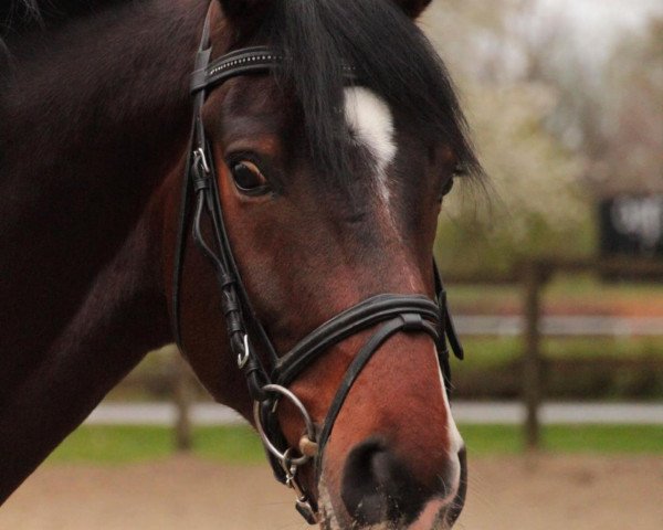 dressage horse San L'Amour (Oldenburg, 2008, from San Schufro)