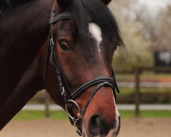 dressage horse San L'Amour (Oldenburg, 2008, from San Schufro)