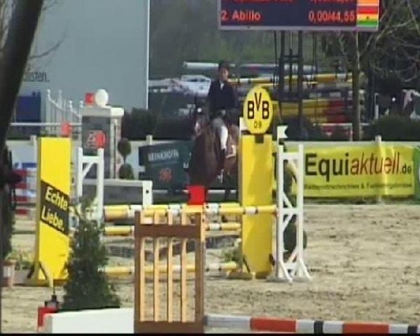 Cavallo da salto Indian Night Star (Westfale, 2005, di It's me du Mesnil)