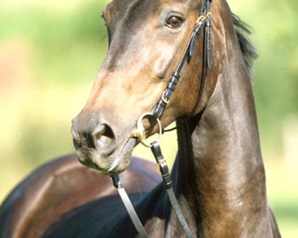 broodmare Udine (Westphalian, 1991, from Upan la Jarthe AA)
