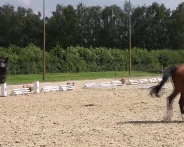jumper Cayetana 2 (Westphalian, 2005, from Cayetano L)