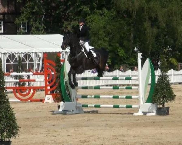 jumper Alassio 53 (Hessian Warmblood, 2000, from Arpeggio)