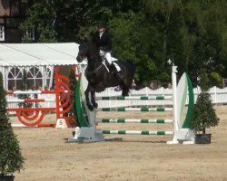 Springpferd Alassio 53 (Hessisches Warmblut, 2000, von Arpeggio)
