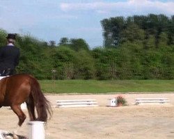 dressage horse Löwenherz 73 (Rhinelander, 2002, from Londonderry)