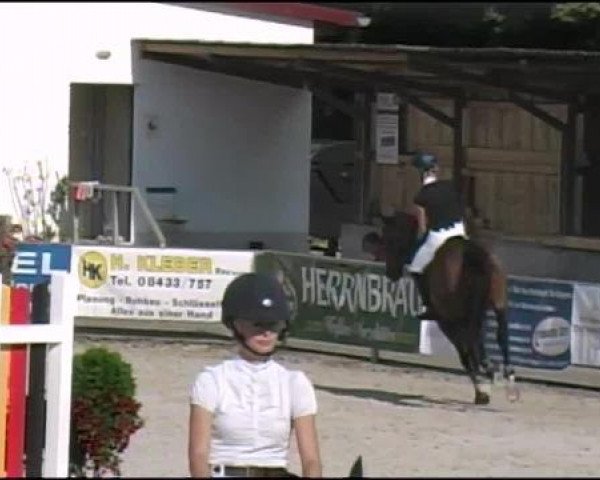 jumper Corofin 4 (Hungarian Warmblood, 2005, from Corofino II)