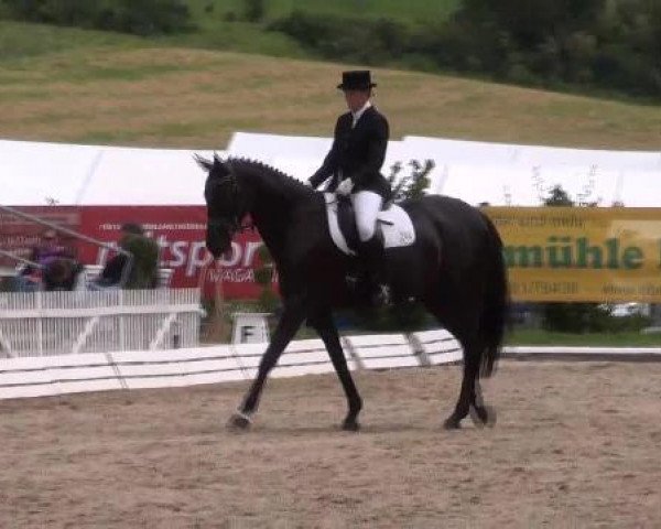 Dressurpferd Saphira 101 (Hannoveraner, 2006, von Sandro Hit)