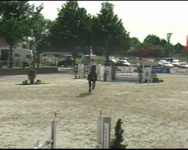 Springpferd Columbia 21 (Holsteiner, 2006, von Cristo)