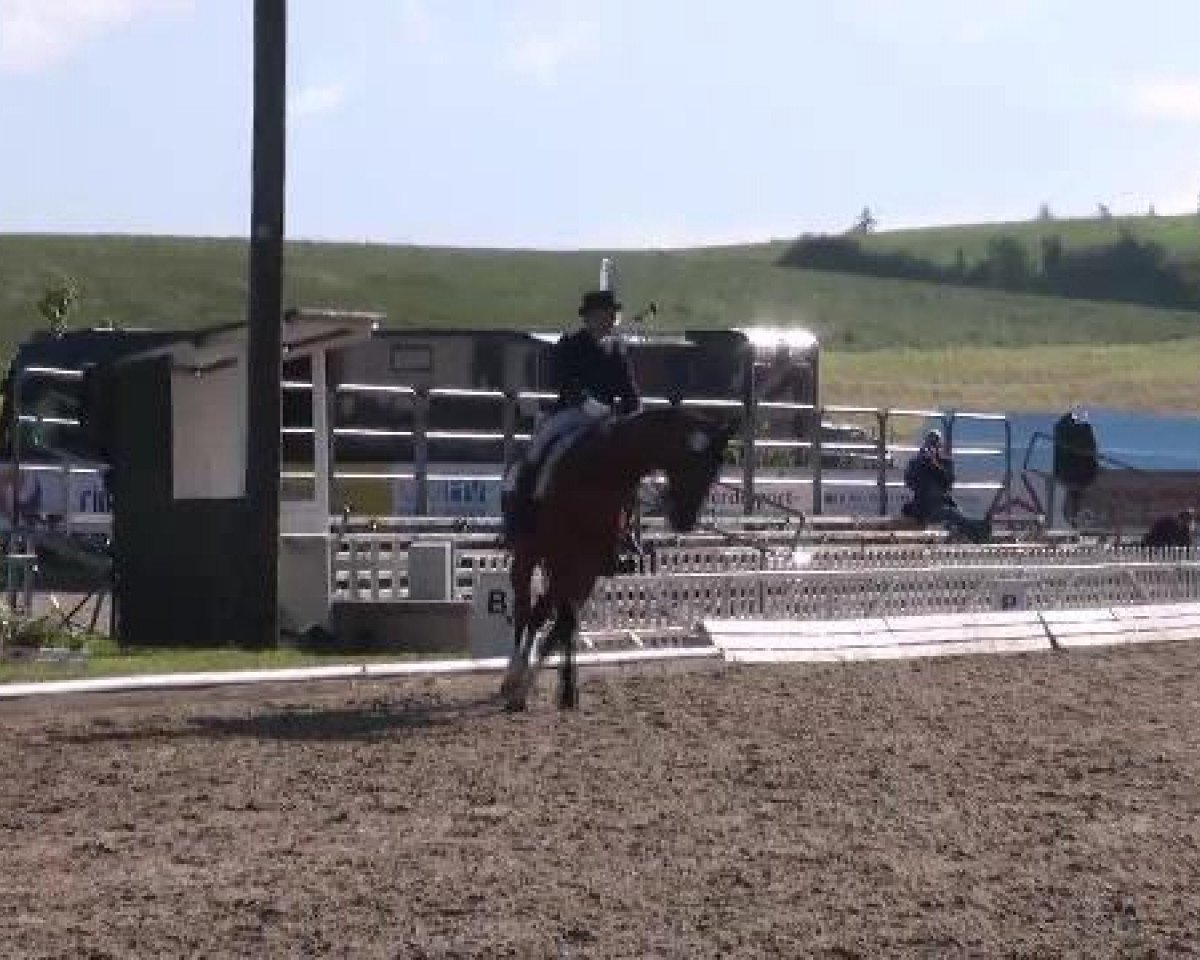 Wynster: Cheval de Dressage, 1 vidéo exclusive, Pedigree, Résultats