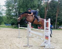 jumper Cool and Easy (Hanoverian, 2018, from Colman)