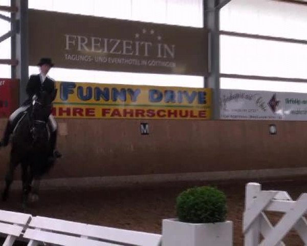 dressage horse Sando Khan 60 (Hanoverian, 2001, from Sandro Hit)