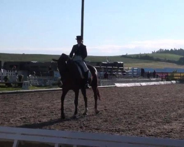 dressage horse Wonny (Hanoverian, 1997, from Wenzel I)