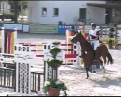 jumper Aran J (KWPN (Royal Dutch Sporthorse), 2005)