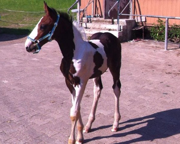 horse Spirit of Santos (Zweibrücken, 2012, from Spirit of Colour)