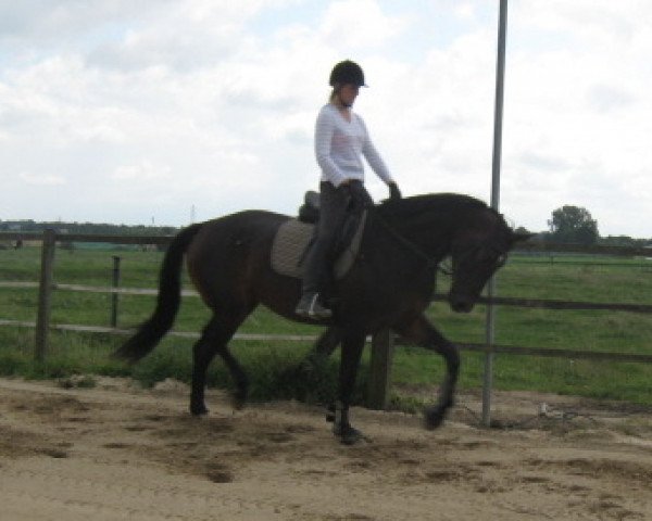 horse Fiodora MR (Rhinelander, 2009, from Fürst Romancier)